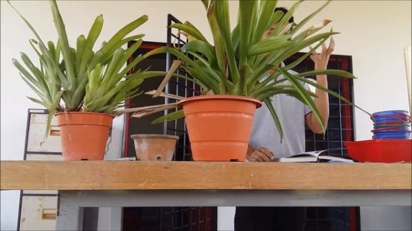 Aechmea gamosepala (Bromeliaceae) | UPM