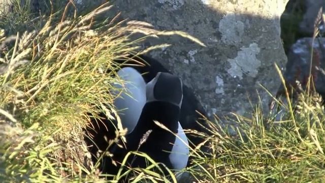 Топорок - самая яркая птица Арктики!!! смотреть онлайн