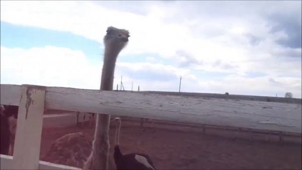 Страусиная ферма "Великолепный страус"Стерлитамак. Куда пойти с детьми. Развлечения