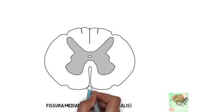 Спинной мозг смотреть онлайн