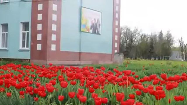Тюльпаны - улыбка весны смотреть онлайн