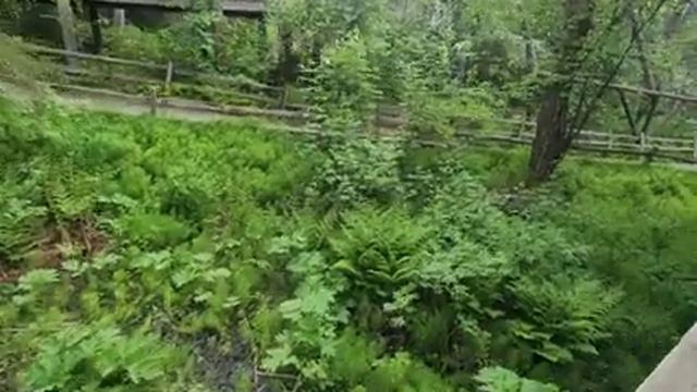 Аляска.🫎 Анкоридж.🐻 Пикник в ЗООПАРКЕ!!! 🦊ZOO Anchorage!🐰 смотреть онлайн
