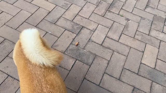 How to approach a dog for the first time? - sweet encounter of dog and human/shiba Inu breed смотреть онлайн