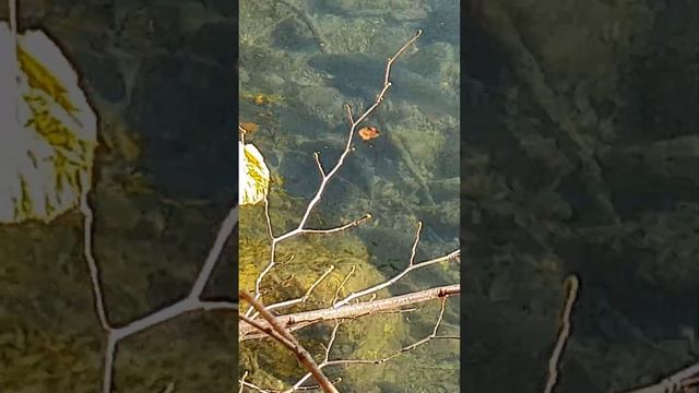 Nasen in der Mur (Chondrostoma nasus) смотреть онлайн