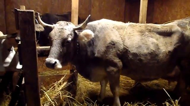 О КРС .Раздой . смотреть онлайн