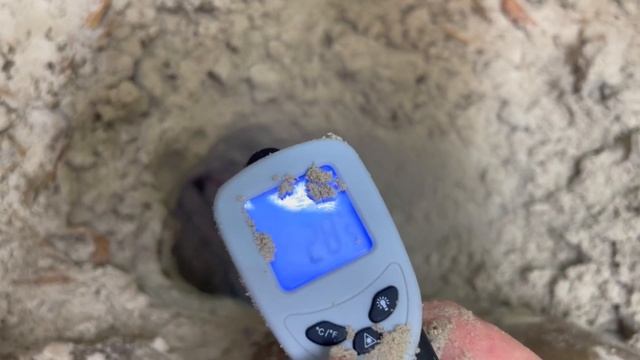 The croc monitor enclosure build explained - PART 3: egg laying and how the layingbox works. смотреть онлайн