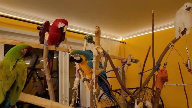 Попугайские будни!) Попугай ара, какаду, Гиацинтовый Ара, смешной попугай, говорящий попугай. смотреть онлайн