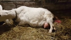 Тяжёлые роды у козы