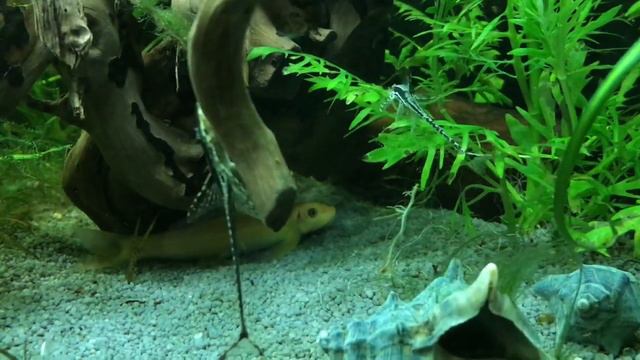 Стурисома панамская и макрогнатус смотреть онлайн