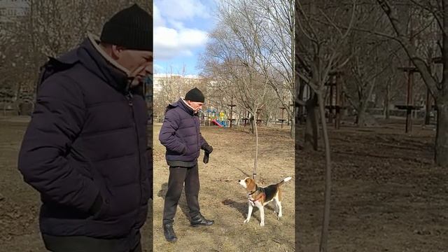 Как научить собаку команде "Голос"? Один из действующих способов. #командаголос #бигль смотреть онлайн