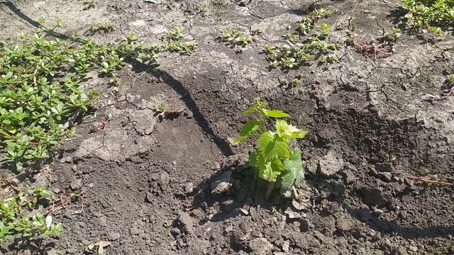 Влияние аммиачной селитры на рост саженцев винограда текущего года посадки смотреть онлайн