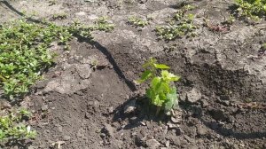 Влияние аммиачной селитры на рост саженцев винограда текущего года посадки