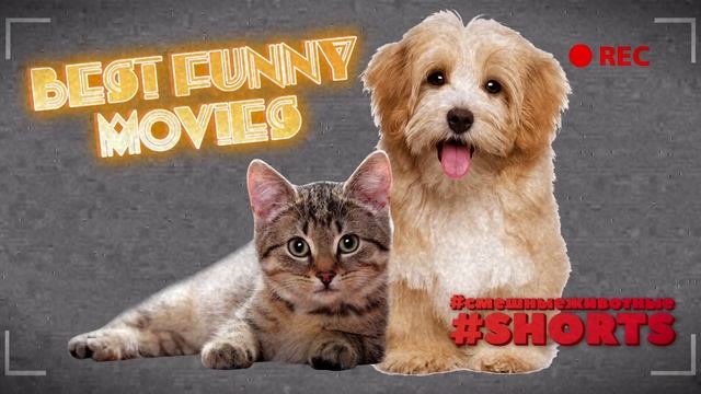 ПРИКОЛЫ С ЖИВОТНЫМИ. КОРОТКИЕ ВИДЕОНАРЕЗКИ #Shorts (#15) смотреть онлайн