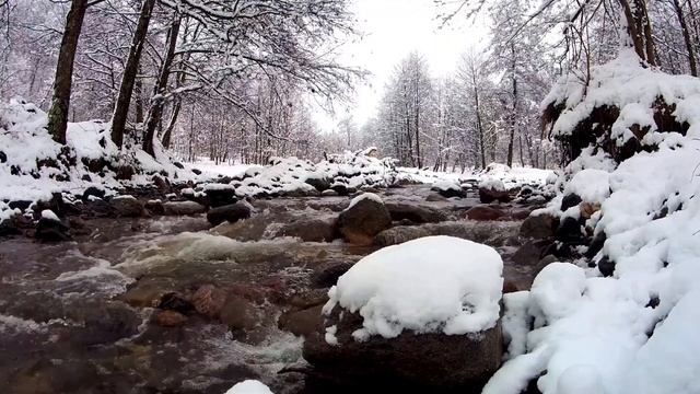 Лесные красоты! Зимний лес. Рождественская Сказка смотреть онлайн