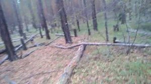 Ловушка на медведя (огород)