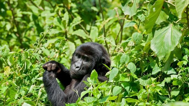 Where Do Gorillas Live - Gorilla Habitat - Where Are Gorillas From