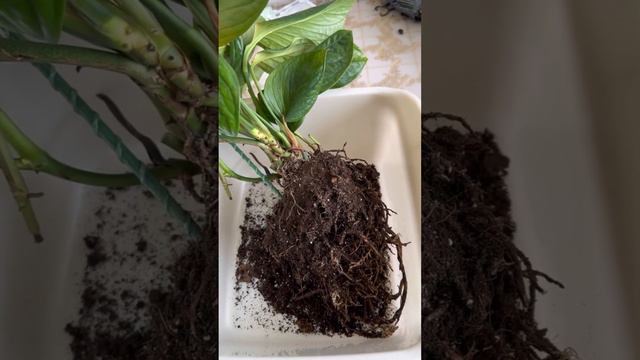 Monstera Pinnatipartita -реанімація