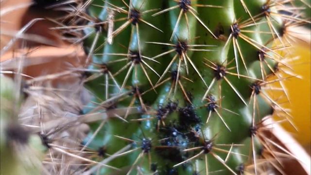Manchas en cactus 🌵 Porque❓ смотреть онлайн