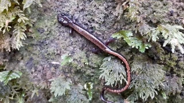 Salamandra-lusitânica (Chioglossa Lusitanica) Em Sintra