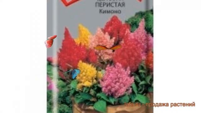 Целозия перистая Кимоно (kimono) ? перистая целозия Кимоно обзор: как сажать, семена целозии Кимоно смотреть онлайн