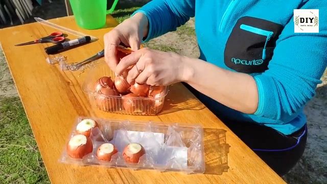 Как вырастить лук в пластиковой упаковке из яиц на подоконнике Лук на зелень своими руками Перо смотреть онлайн