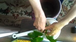 Как закрепить Анубиас на Вулканическую лаву! #Аквариумистика#Аквариумныерастения