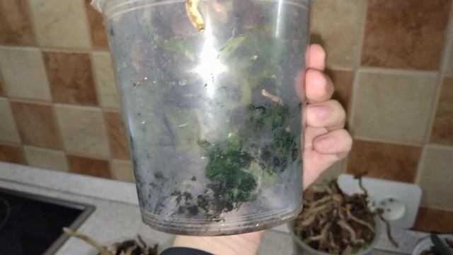 Детка орхидеи на пеньке. часть 1 смотреть онлайн