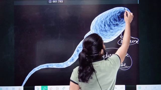 Sperm formation|Anatomy and physiology|Alka Thakur| смотреть онлайн
