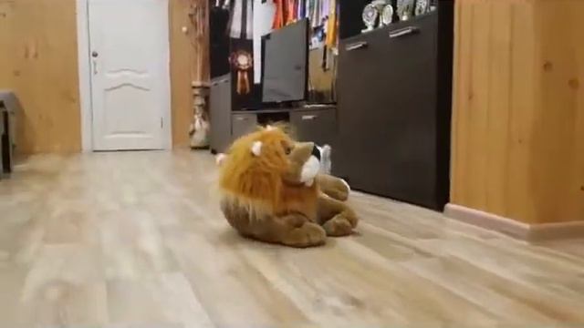 Щенок САО - кобель - помет Х