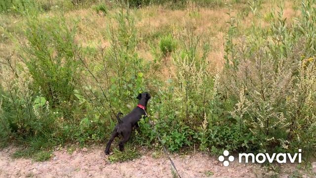 Почему мы выбрали цвергшнауцера? Why Did You Choose A Schnauzer