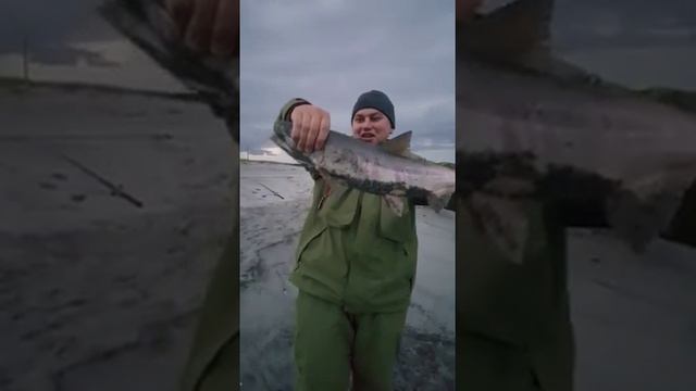 Снасти на лосося. Спининги, катушки, шнуры, блёсны смотреть онлайн