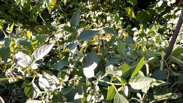 Физалис смотреть онлайн