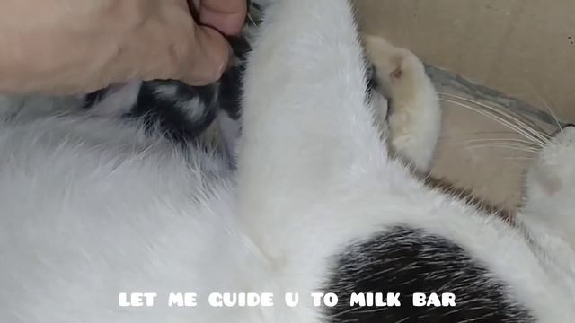 Rescue Feral Cat Gave Birth To 5 Adorable Kittens After 8 Days Of Rescue смотреть онлайн