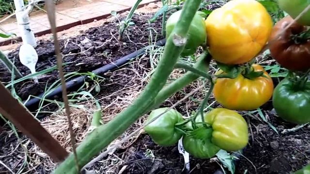 Томат Восходящий Джаз (Sunrise Jass). смотреть онлайн