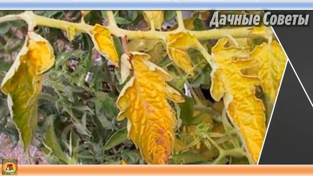 Нужно ли удалять ЛИСТЬЯ У ТОМАТОВ и как правильно это сделать Основные правила ОБРЕЗК смотреть онлайн