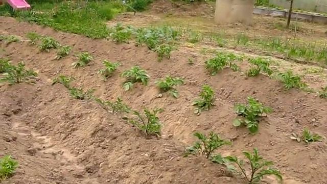 #224 (2018-06-07) огород-2018. Прогноз урожая картофеля-2018 смотреть онлайн