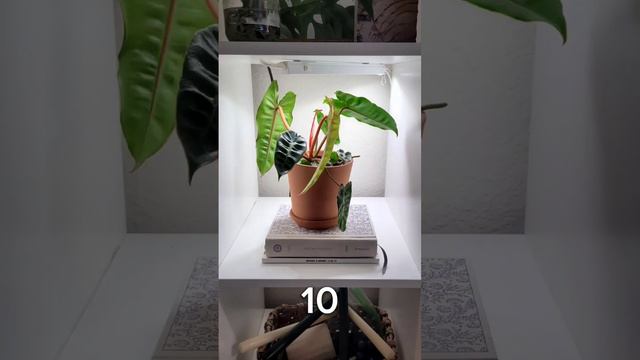 Philodendron Billietiae leaf unfurling, but not done growing! #faithandfoliage #philodendron смотреть онлайн