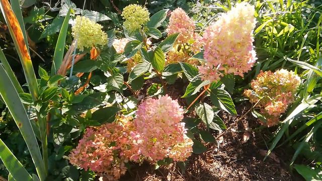 Hydrangea paniculata Redlight.Гортензия Рэдлайт смотреть онлайн