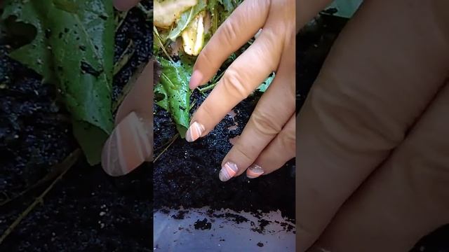 яйца кладка улиток Ахатин и зона их обитания