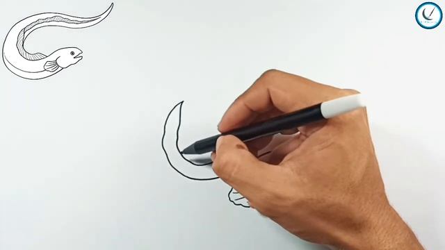 How to Draw Eel || eel fish смотреть онлайн