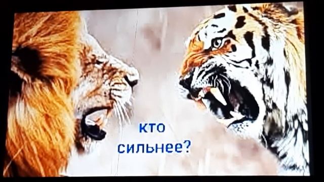Кто сильнее тигр или лев смотреть онлайн