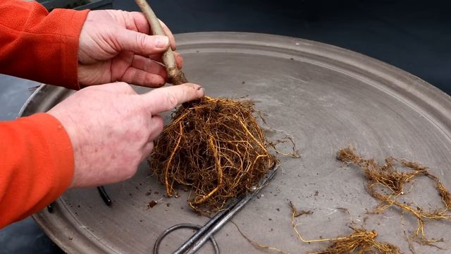 Repotting My Mulberry Tree, The Bonsai Zone, Feb 2024 смотреть онлайн