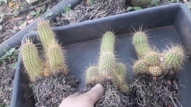 Началось массовое цветение. Новый способ выращивания растений. Подписчик навестил кактусы. смотреть онлайн