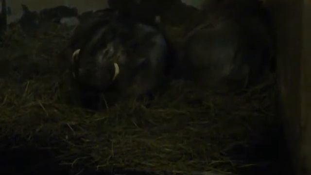 Бородавочник смотреть онлайн