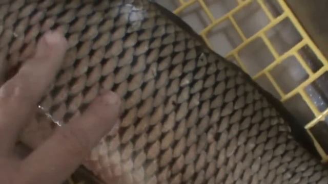 Рыба на Фидер