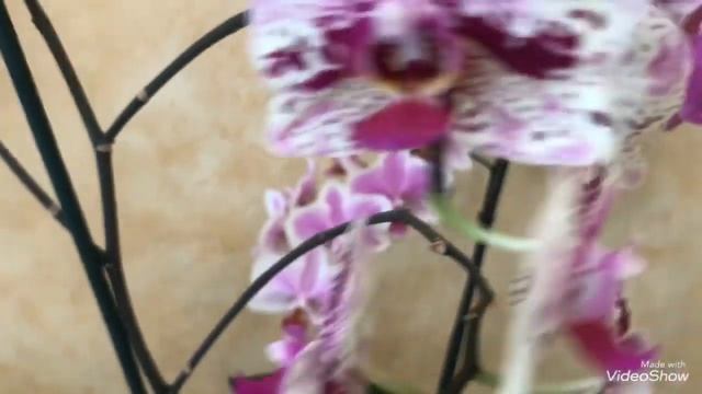 Мои Орхидеи в августе! Цветет Фроня, Амстердам и ещё .... смотреть онлайн