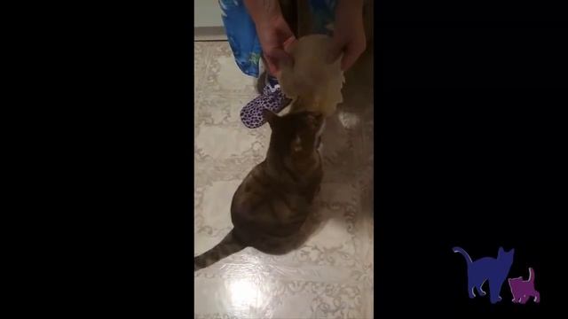 Не всем котам масленица. смотреть онлайн