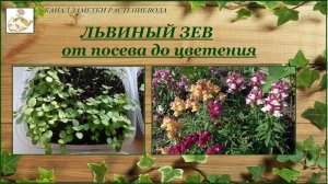 Львиный зев (антирринум) выращивание из семян от посева до цветения