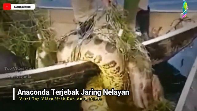 NGERI !! Anaconda Amazon Nyangkut Dijaring Nelayan. Bukannya Takut Nelayan Ini Malah Menariknya... смотреть онлайн
