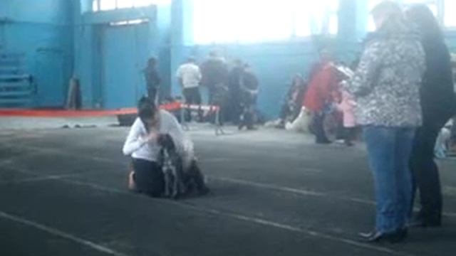 Аделя с коккером без ринговки в ринге смотреть онлайн